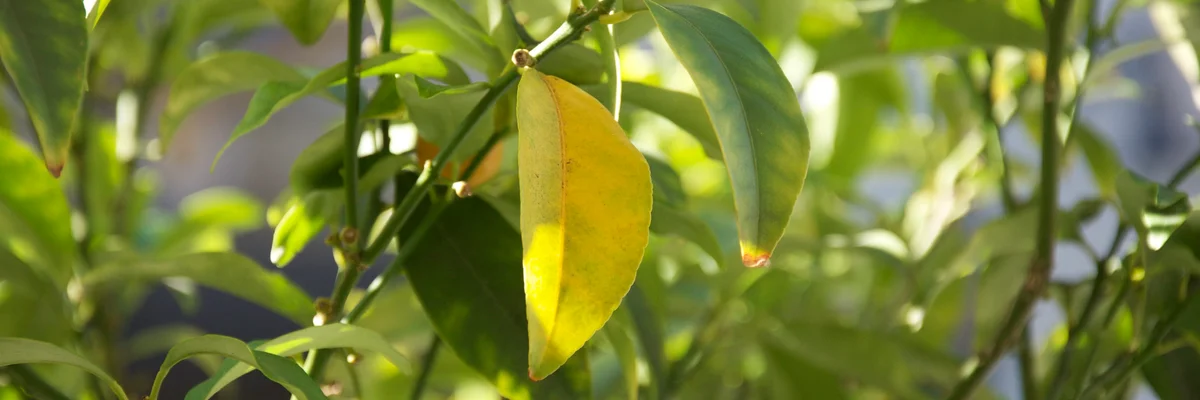 Demo kapak fotoğrafı